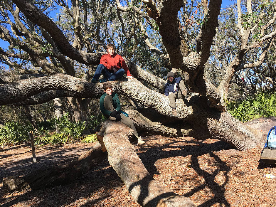 Sitting on a tree